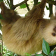 Illustration for article titled 7 Sloths That Will Get You Through The Day, And, We Like To Think, Kurt Cobain Too If He Had Seen Them